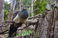 20241005140545_Peacock_Perched_on_Tree_Stump