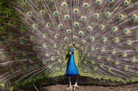 20241005140638_Peacock_Displaying_Feathers