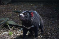 20241006133731_Tasmanian_Devil_in_the_Wild