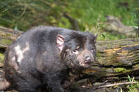 20241006140031_Tasmanian_Devil_at_Devils_at_Cradle