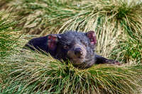 20241006142940_Tasmanian_Devil_Resting_in_Grass