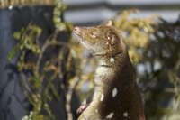 20241006143016_Spotted-Tailed_Quoll_Basking_in_the_Sun