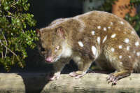 20241006143150_Spotted-Tailed_Quoll_on_a_Wooden_Beam