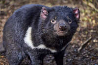 20241006143851_Close-Up_of_a_Tasmanian_Devil