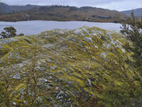 20241007104148_Moss-Covered_Rocks_at_Cradle_Mountain