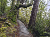 20241007110944_Moss-Covered_Pathway_in_Cradle_Mountain