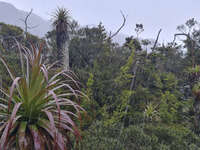 20241007112024_Rainy_Day_at_Cradle_Mountain