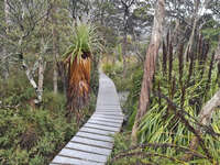 20241007112550_Misty_Boardwalk_at_Cradle_Mountain