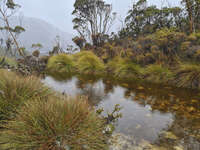 20241007134638_Misty_Stream_on_Wombat_Pool_Track