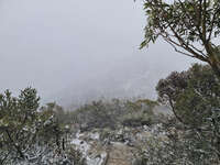 20241007143806_Misty_and_Snowy_Overland_Track