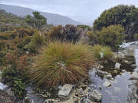 20241007150637_Snow-Dusted_Vegetation_along_Overland_Track