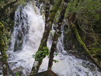 20241007151721_Rushing_Waterfall_in_Mossy_Forest