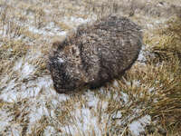 20241007154949_Snow-Dusted_Wombat_in_Alpine_Grassland