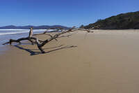 20241009150746_Driftwood_on_Simpsons_Bay_Beach