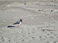 20241009164117_Solitary_Oystercatcher_on_Adventure_Bay_Beach