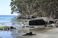 20241009164245_Seagulls_on_Adventure_Bay_Shoreline