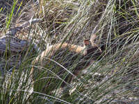 20241009165501_Wallaby_Hidden_in_Grasses