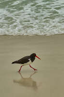 Oystercatcher on the Shoreline 