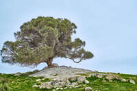 Solitary Tree on Rocky Hill 