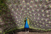 Peacock Displaying Feathers at Trevallyn 