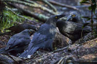 Currawongs gathered in forest clearing 