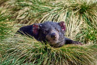 Tasmanian Devil Resting in Grass 