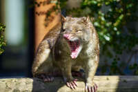 Yawning Spotted-Tailed Quoll 