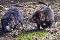 Tasmanian Devils at Cradle Sanctuary 