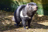 Tasmanian Devil in Enclosure 