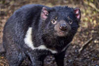 Close-Up of a Tasmanian Devil 