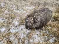 Snow-Dusted Wombat Grazing 