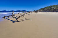 Driftwood on Simpsons Bay Beach 