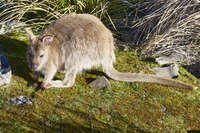 Wallaby at Fluted Cape 