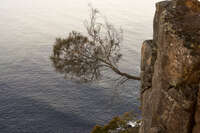 Tree Growing from Cliff at Fluted Cape 