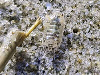 Close-up of a Sand-dwelling Insect 