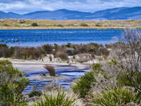 Serene Wetland at Cape Queen Elizabeth 