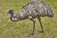 Emu at Tower Hill Wildlife Reserve 