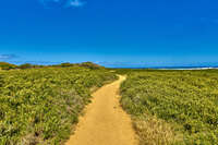 Sandy Path through Coastal Vegetation 