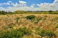 Golden Grasslands of Griffiths Island 