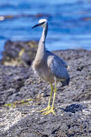 White-faced Heron in Port Fairy 