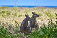 Wallabies in Port Fairy 