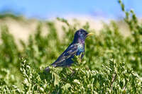 Starling on Griffiths Island 