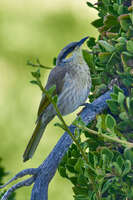 Honeyeater on Griffiths Island 