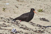 Oystercatcher on Sandy Beach 