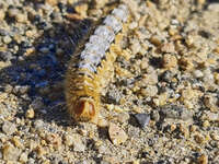 Caterpillar on Gravel Path 