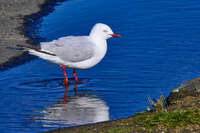 Seagull at the Water's Edge 