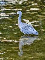 Heron in Port Fairy Waters 