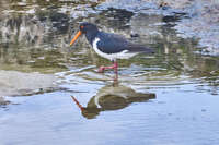 Oystercatcher at Port Fairy 