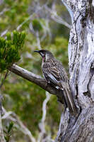 Red Wattlebird Perched on Tree 