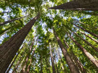 Majestic Redwood Trees 